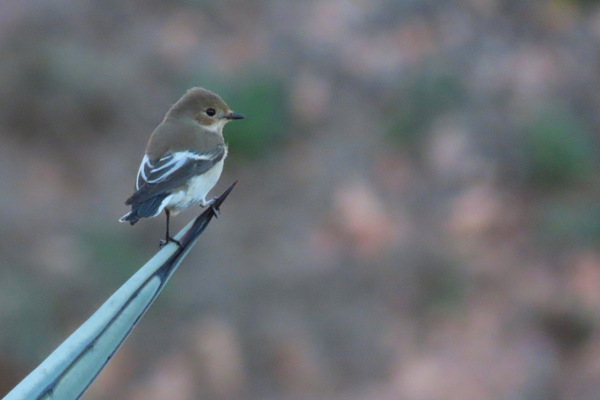 European Pied Flycatcher - ML610909188