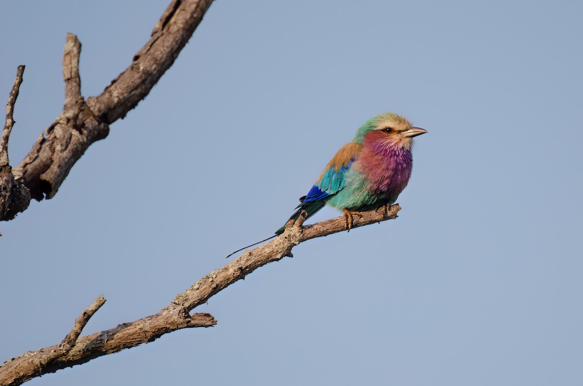 Lilac-breasted Roller - ML610909237