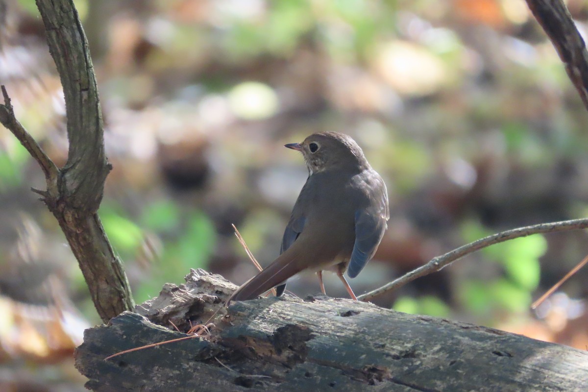 Hermit Thrush - ML610909246