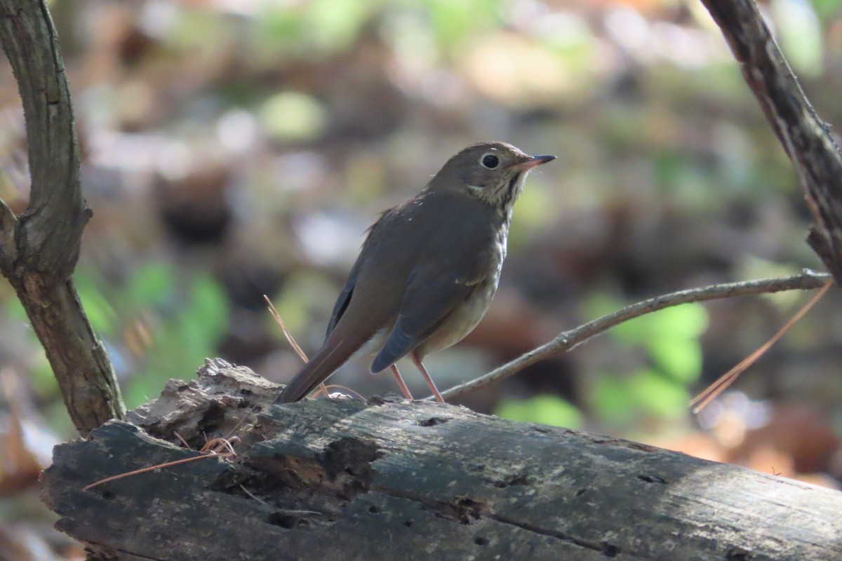 Hermit Thrush - ML610909262