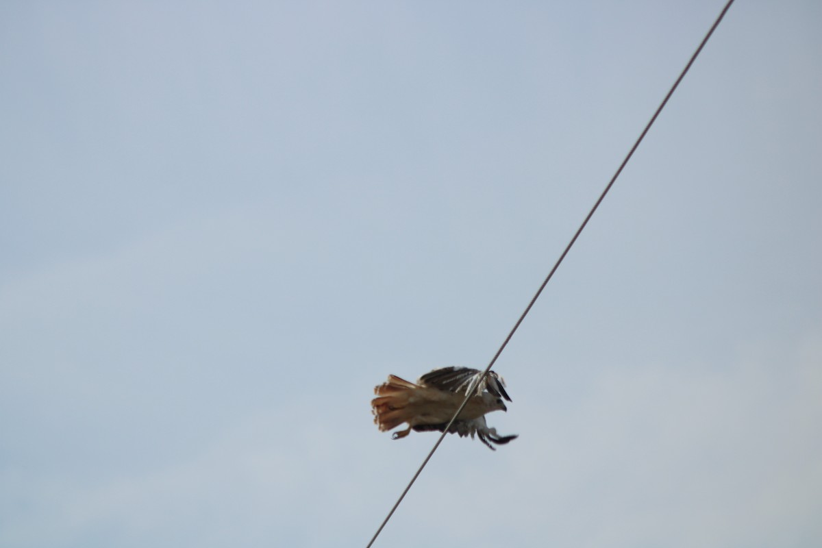 káně rudochvostá (ssp. kriderii) - ML610909268