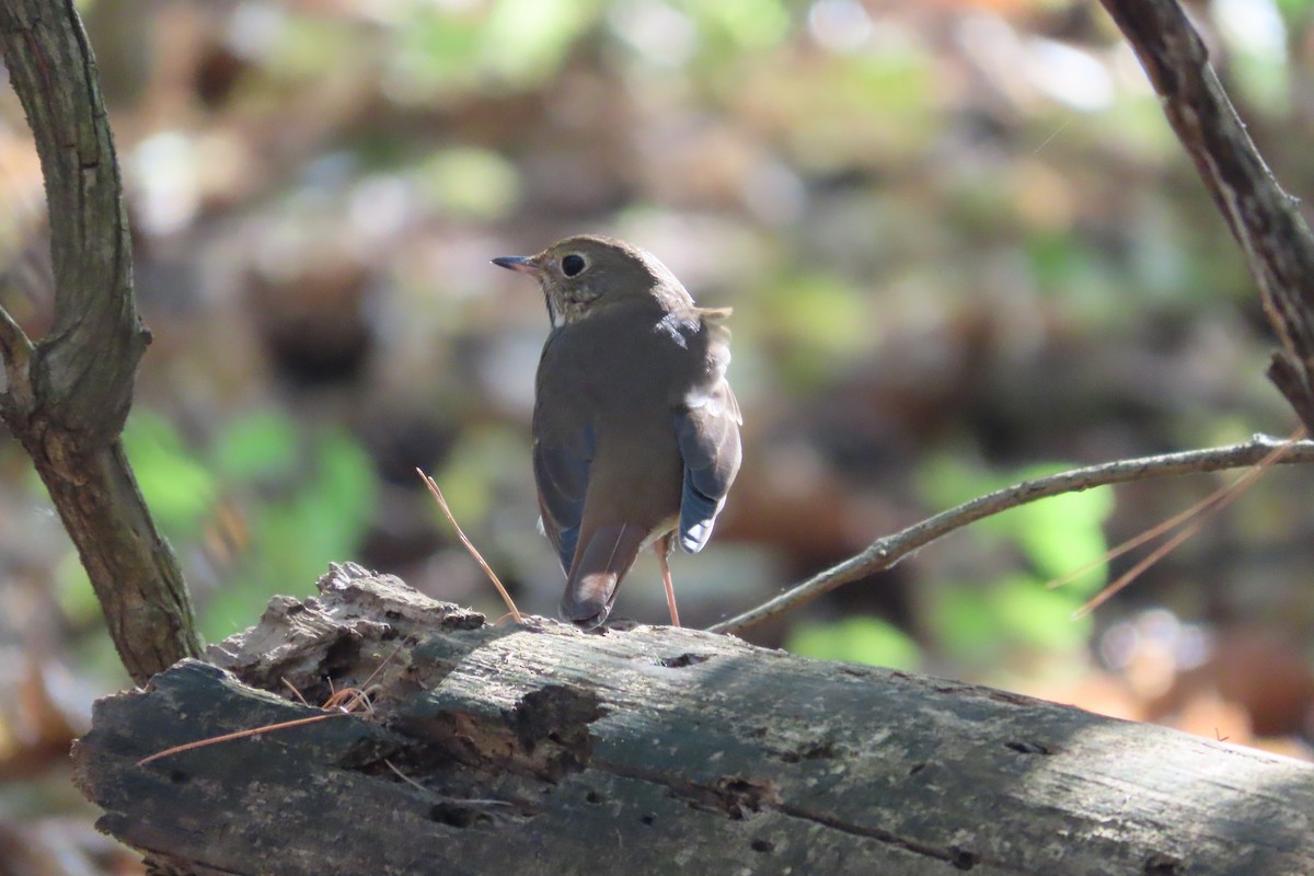 Hermit Thrush - David Brinkman