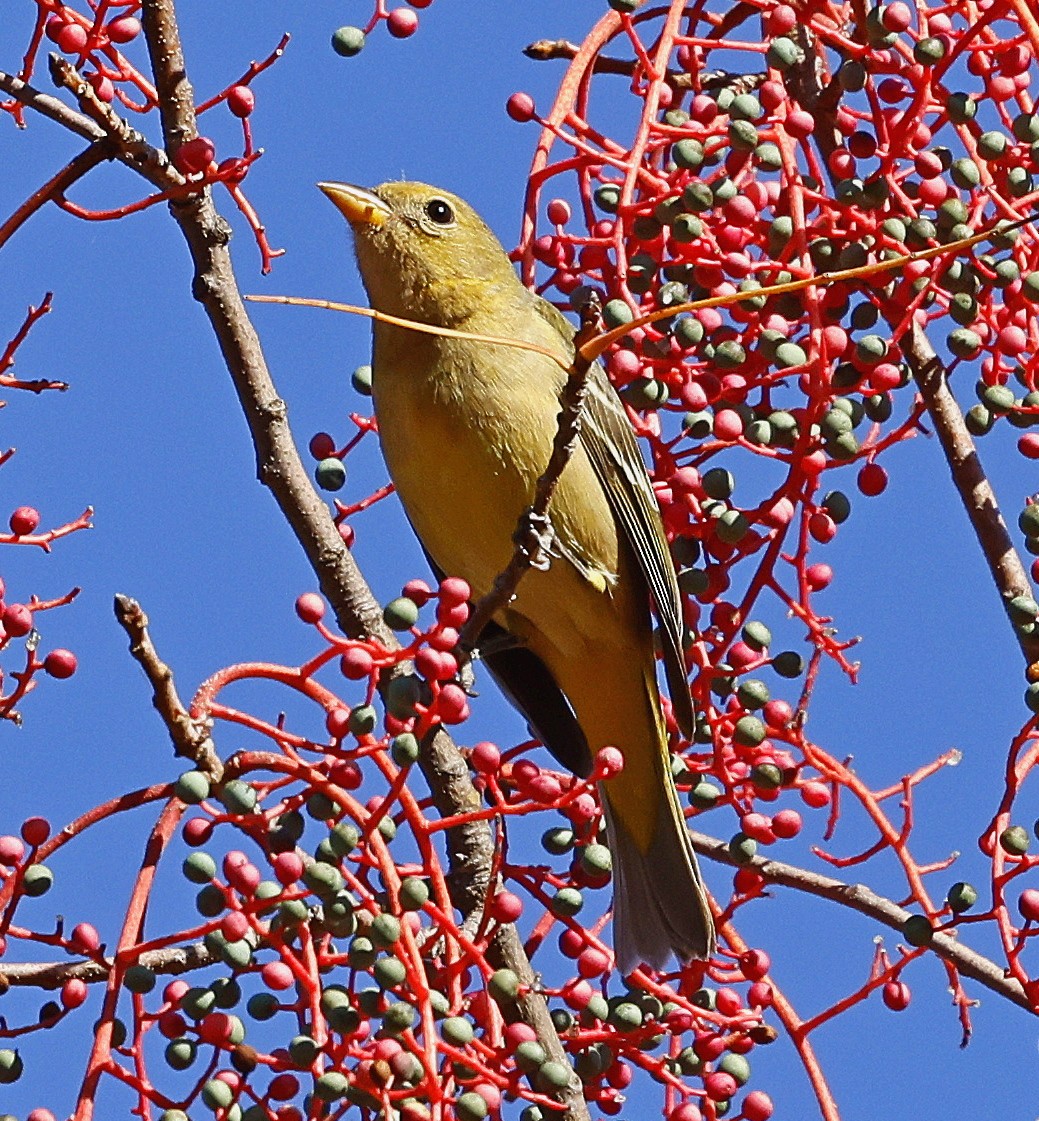 Western Tanager - ML610909291