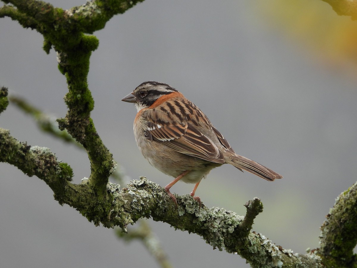 Rufous-collared Sparrow - Kevin Jiménez Gonzáles