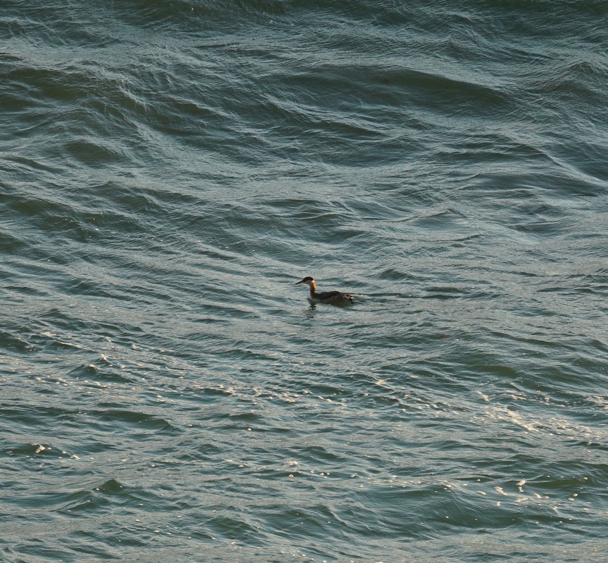 Red-necked Grebe - ML610909331