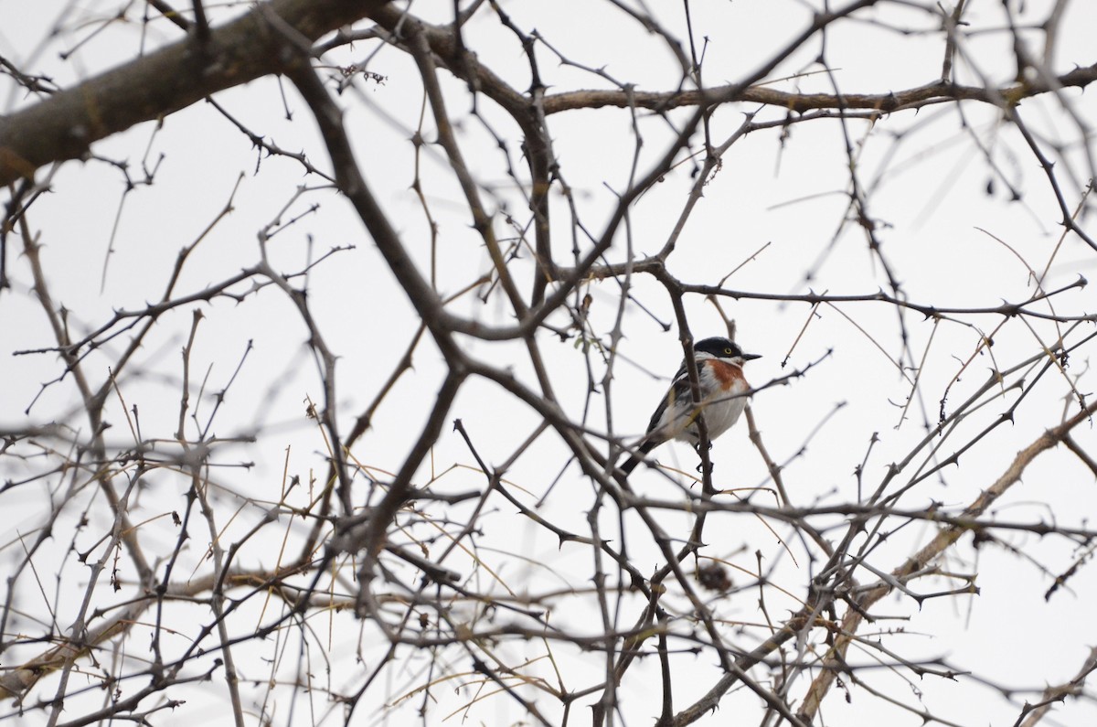 Chinspot Batis - ML610909366