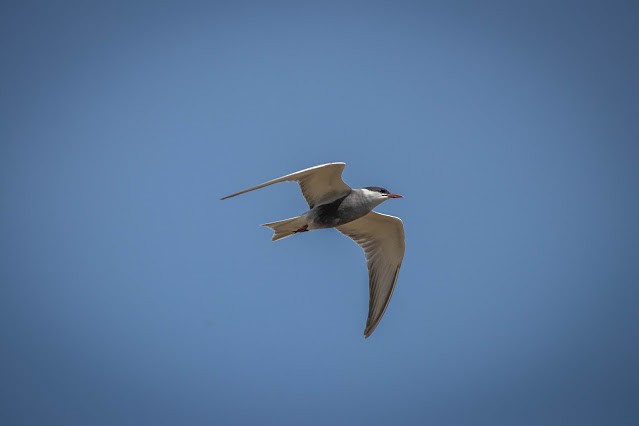 Whiskered Tern - Keith  Yates