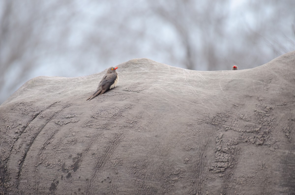 Red-billed Oxpecker - ML610909409