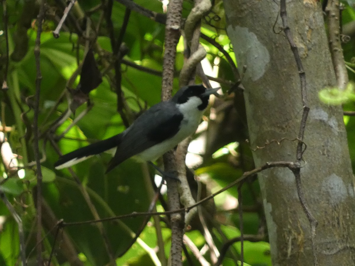 Banda Sea Monarch - ML610909420