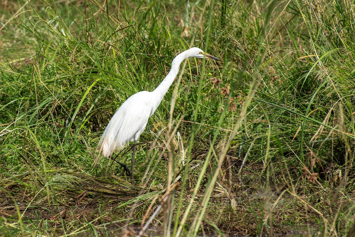 Grande Aigrette - ML610909436