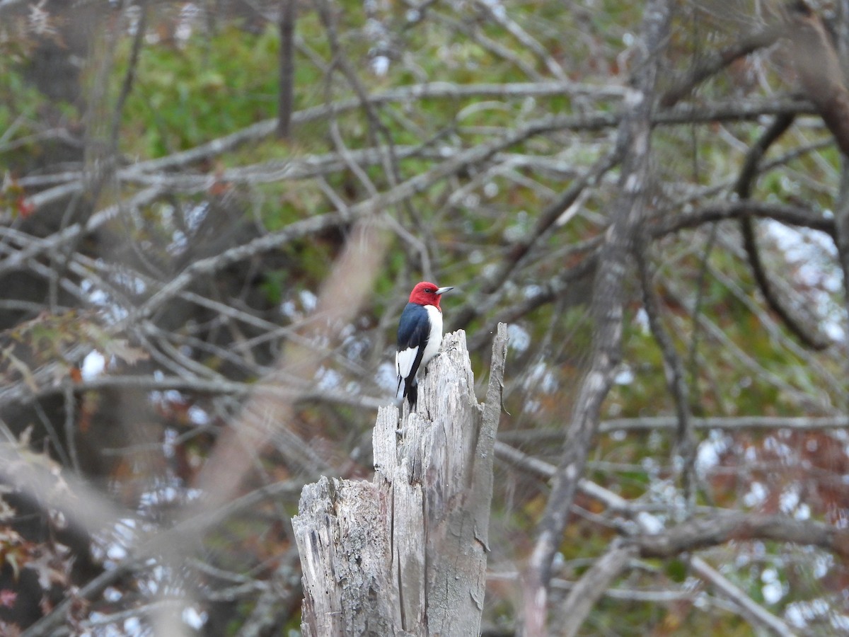 Red-headed Woodpecker - ML610909543