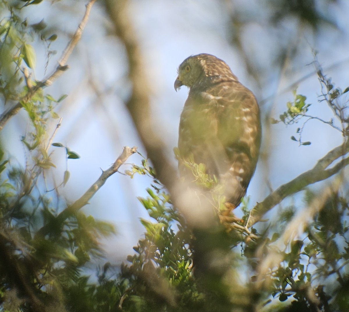 Roadside Hawk - ML610909730