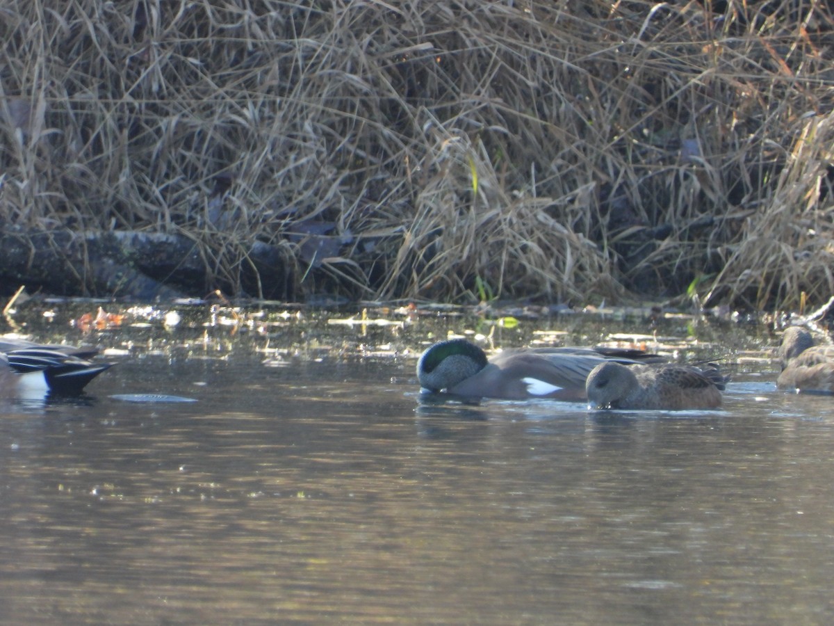 American Wigeon - ML610909738