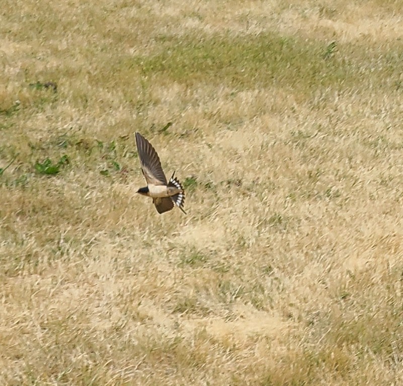 Barn Swallow - ML610909839