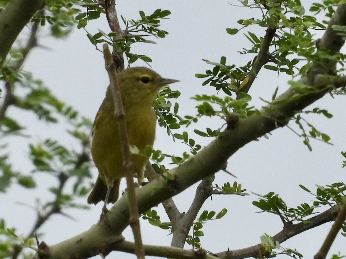 Orange-crowned Warbler - ML610909851