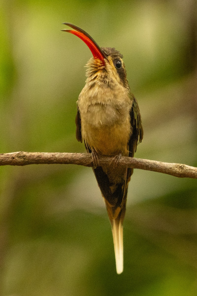 Great-billed Hermit (Margaretta's) - ML610910052