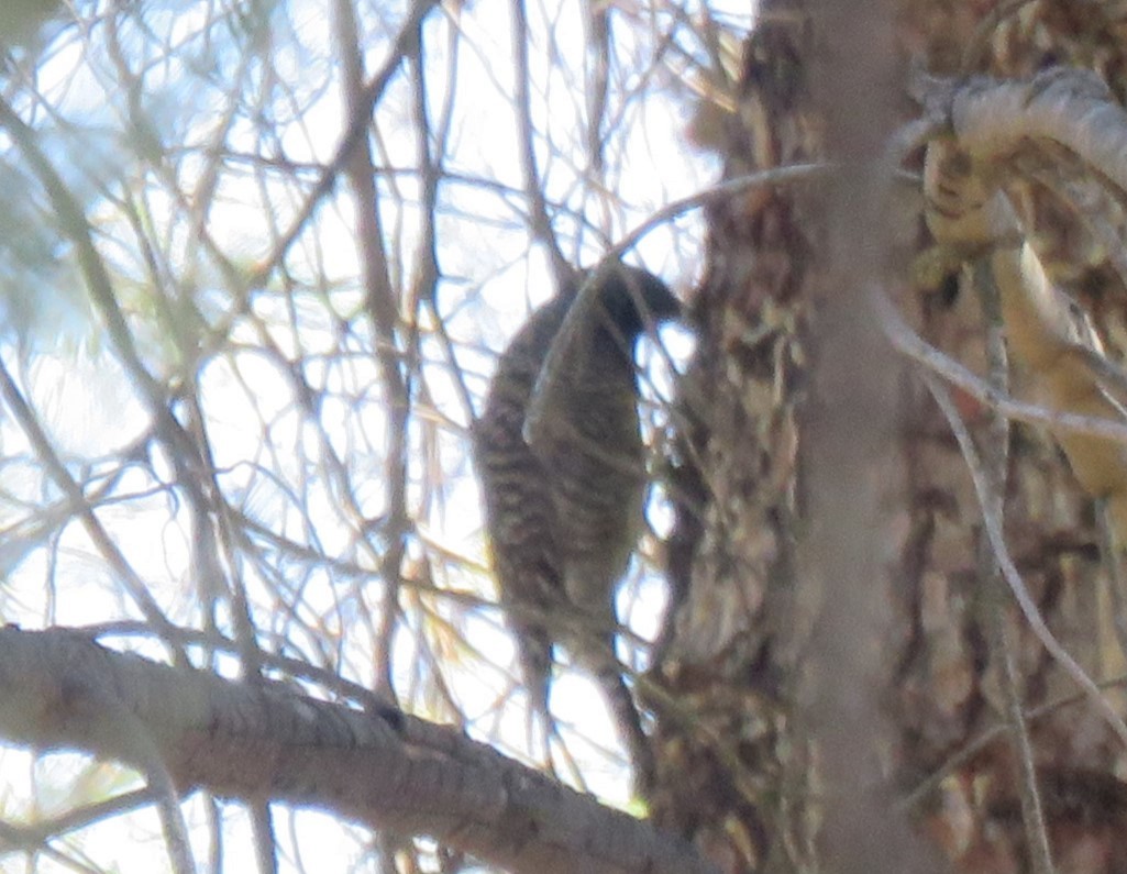 Williamson's Sapsucker - Calvin Hardcastle