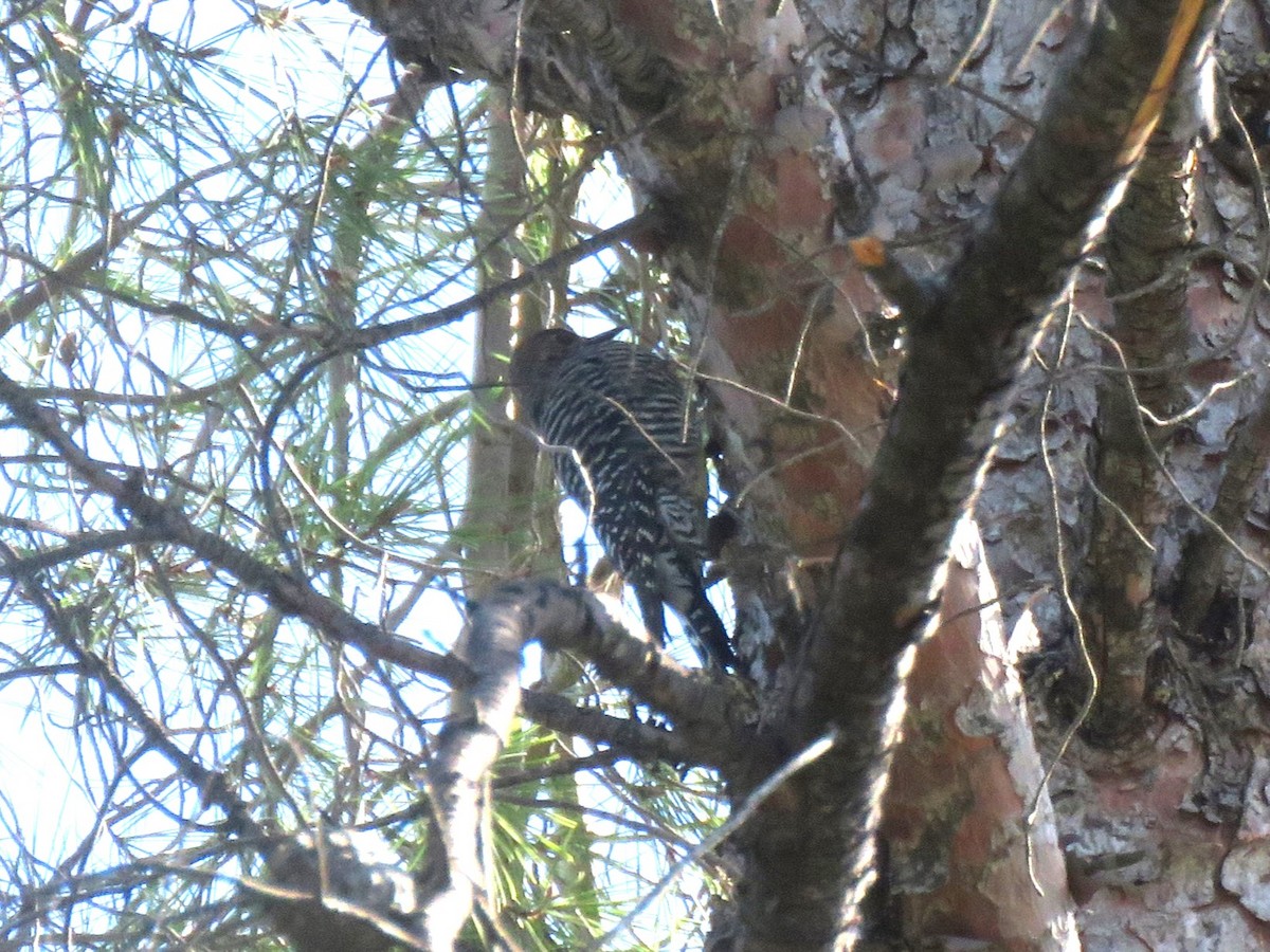 Williamson's Sapsucker - ML610910075