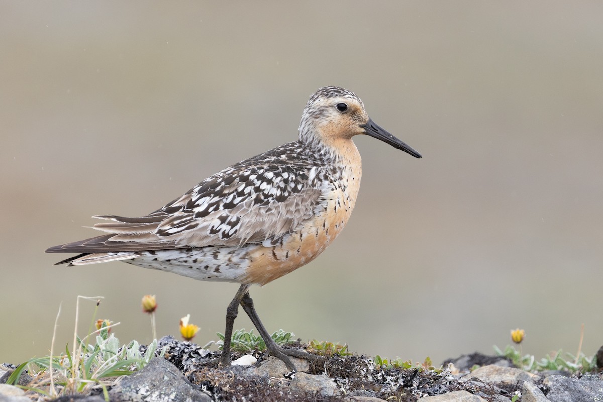 Red Knot - ML610910118