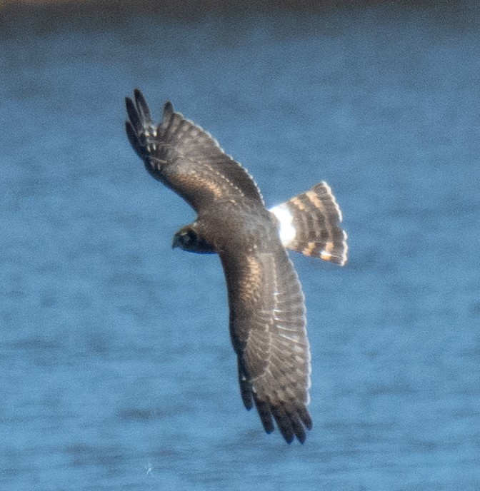 Aguilucho de Hudson - ML610910120