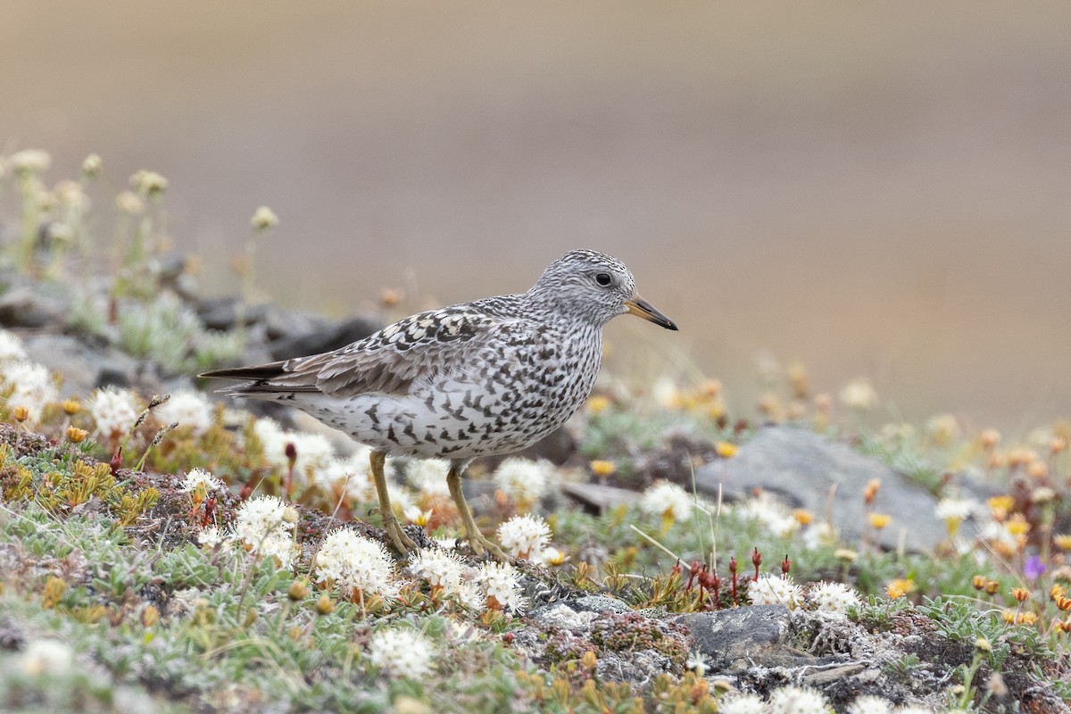 Surfbird - Evan Buck