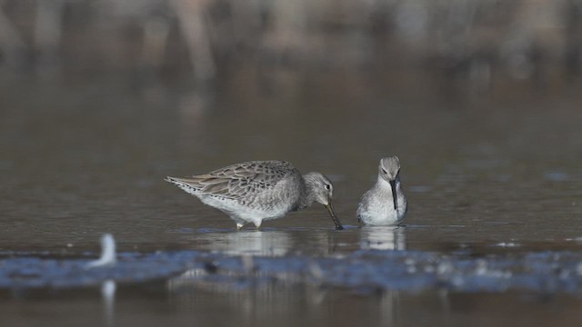 Long-billed Dowitcher - ML610910173