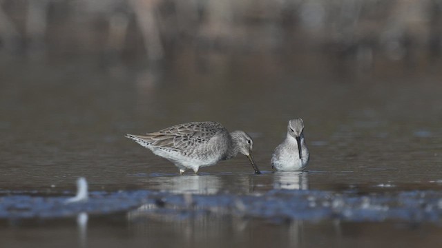 Хараалжин цууцил - ML610910173