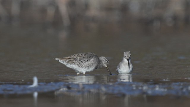 Bécassin à long bec - ML610910173