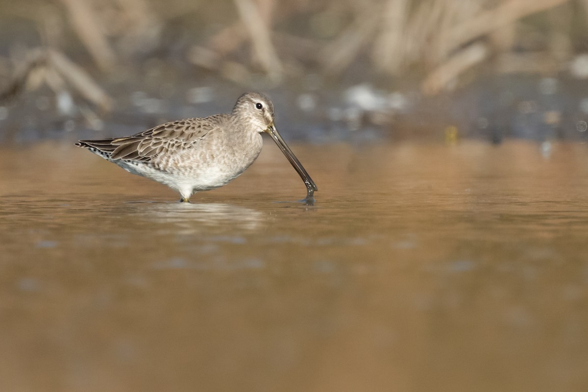 Long-billed Dowitcher - ML610910195