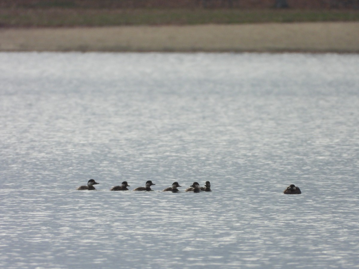 Black Scoter - ML610910225