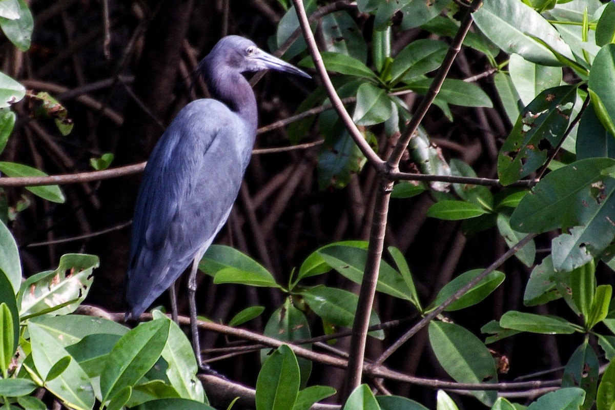 Little Blue Heron - ML610910261