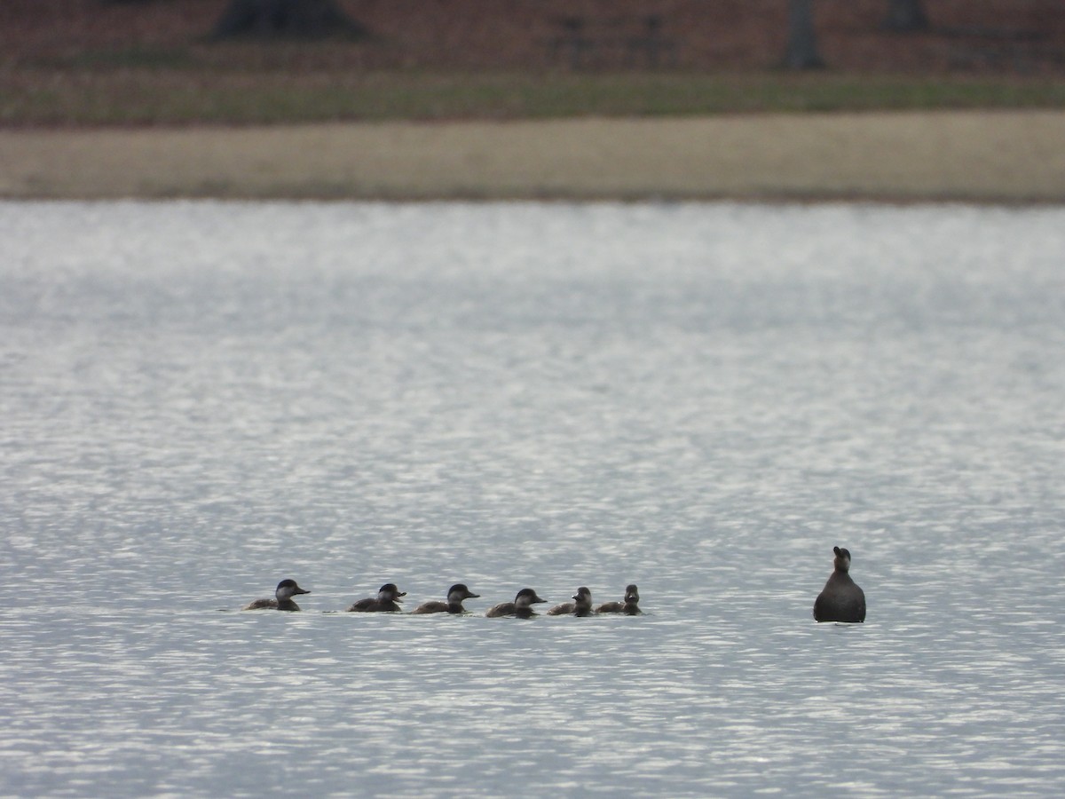 Black Scoter - ML610910276