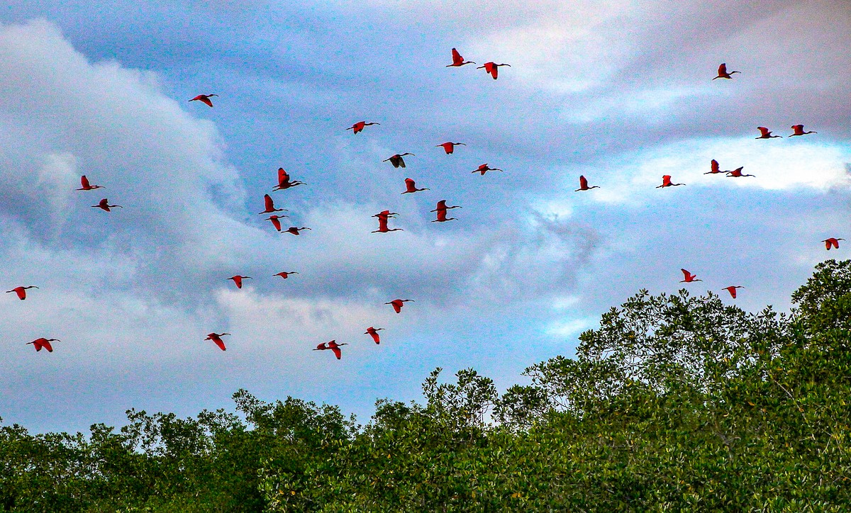 Scarlet Ibis - Doris Gertler