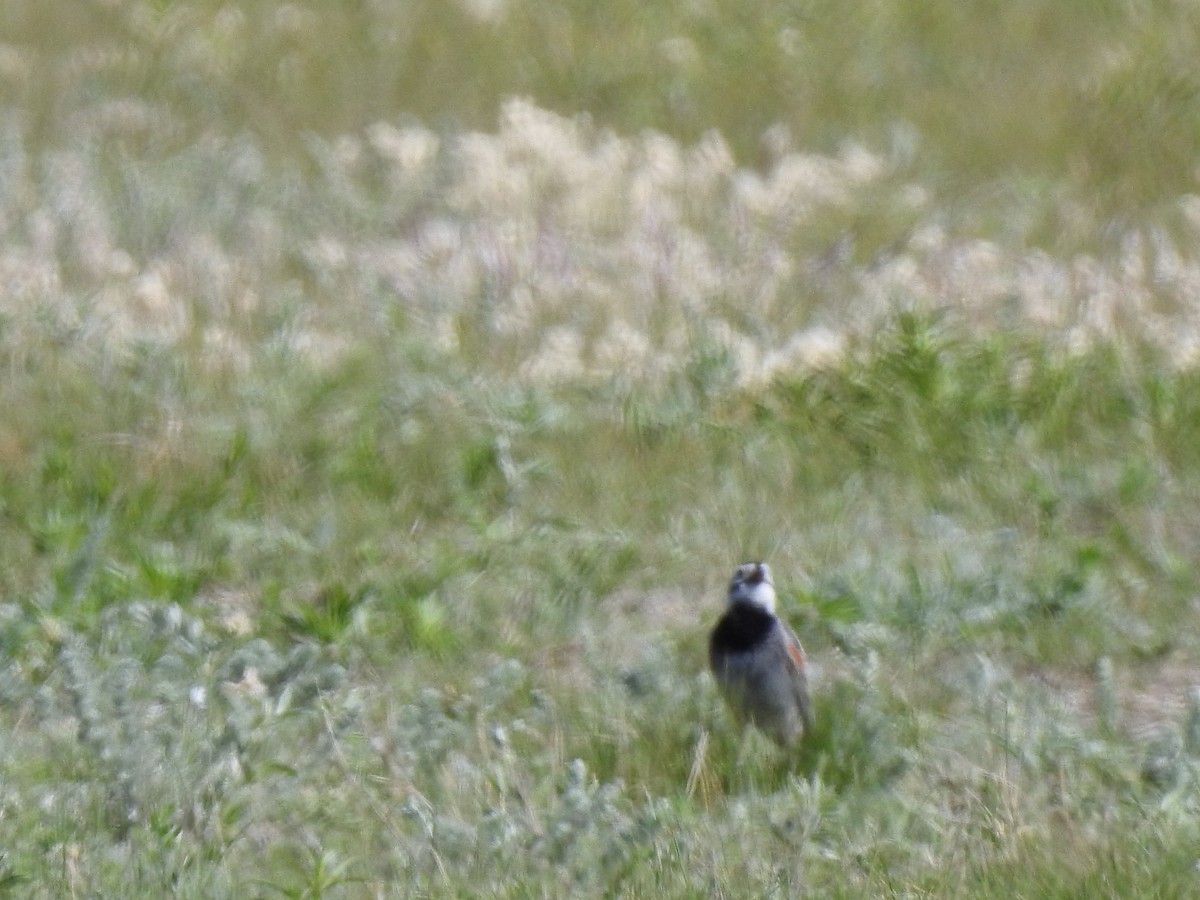 Thick-billed Longspur - ML61091031