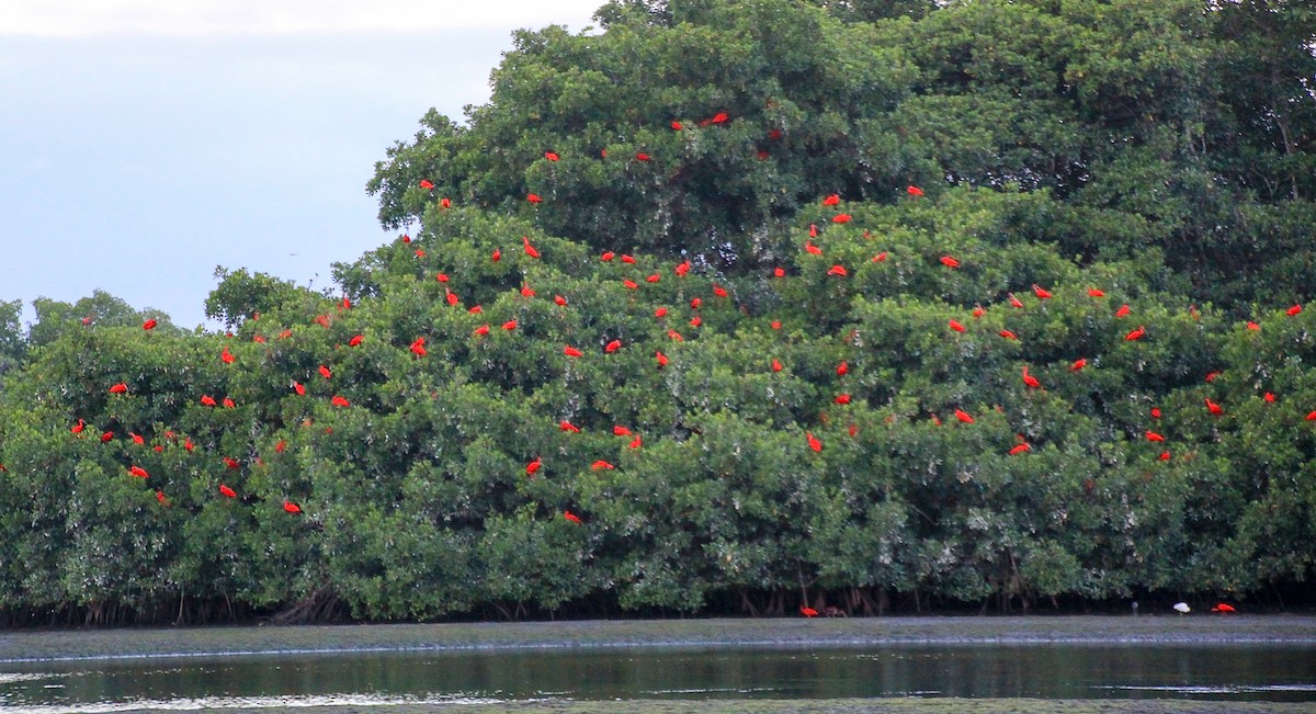 Scarlet Ibis - ML610910318