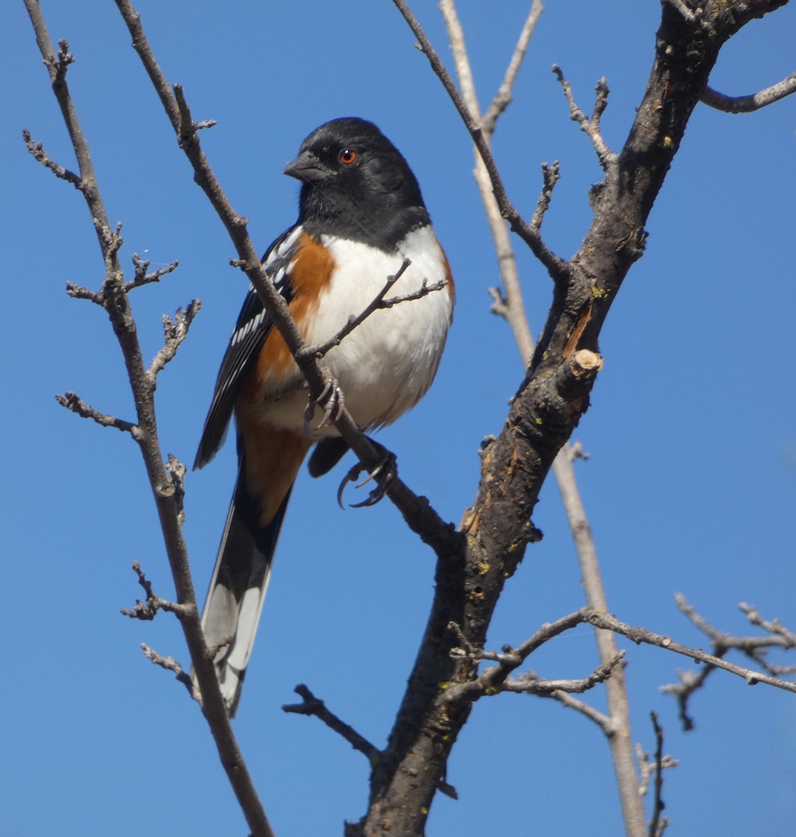Spotted Towhee - Cara Barnhill