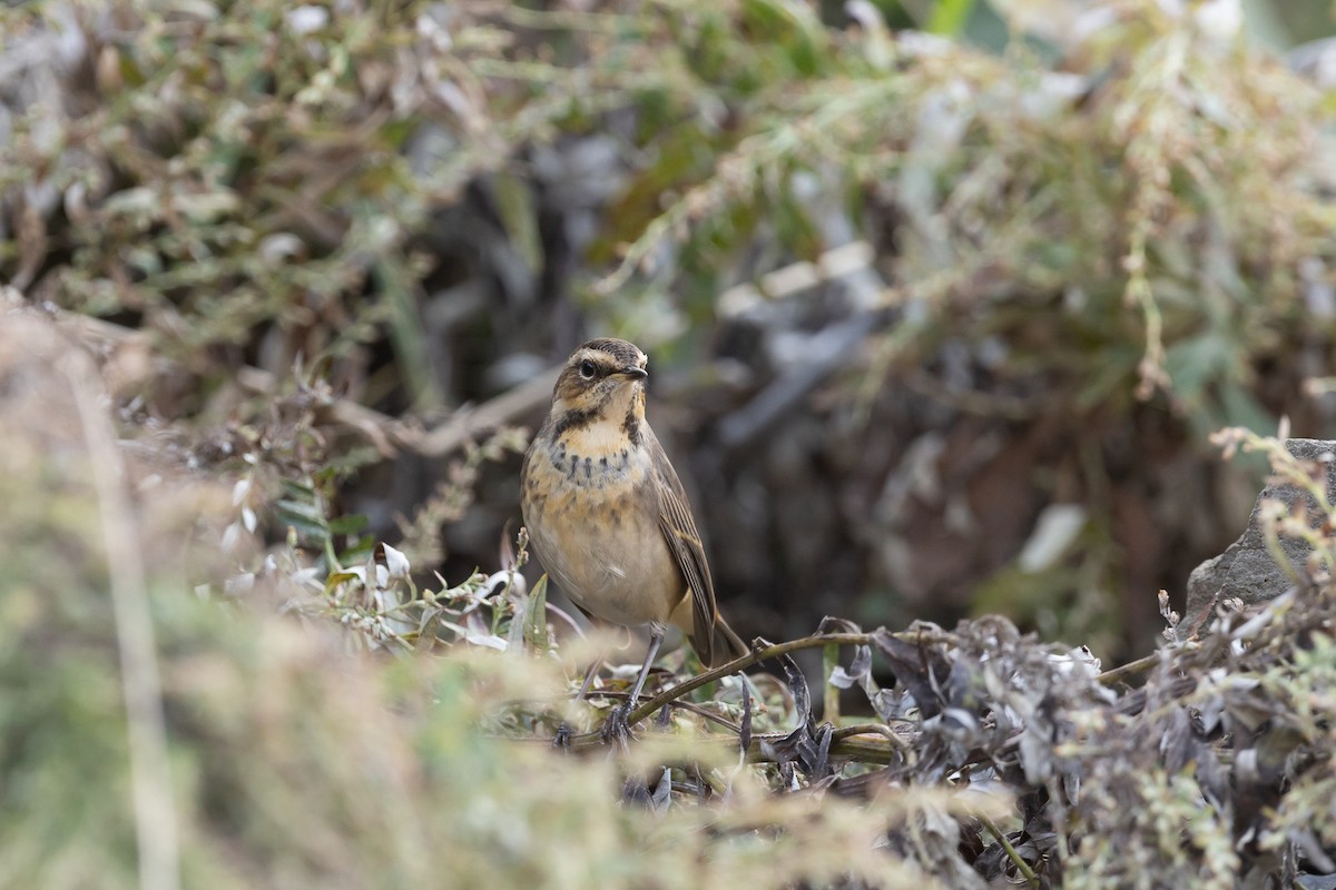 Bluethroat (Red-spotted) - ML610910584