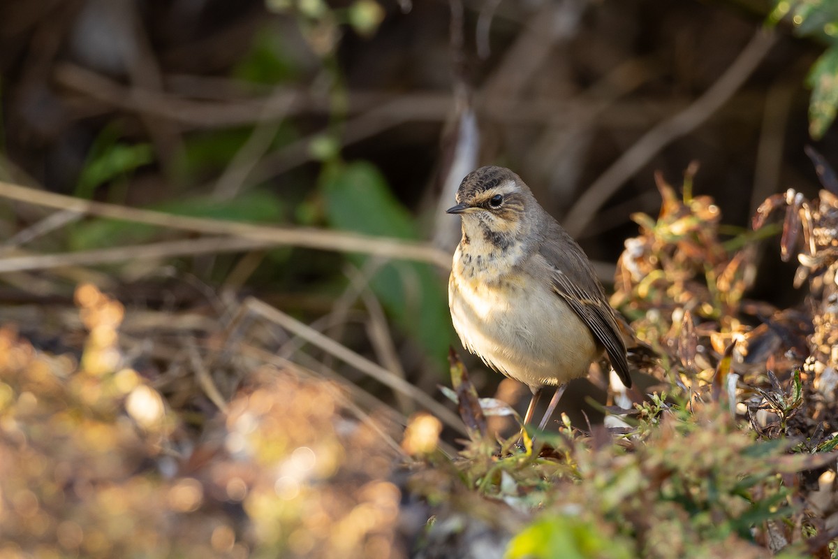 Bluethroat (Red-spotted) - ML610910585