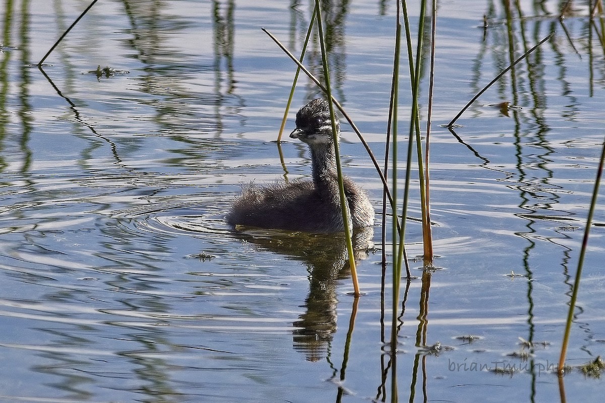 Least Grebe - ML610910605