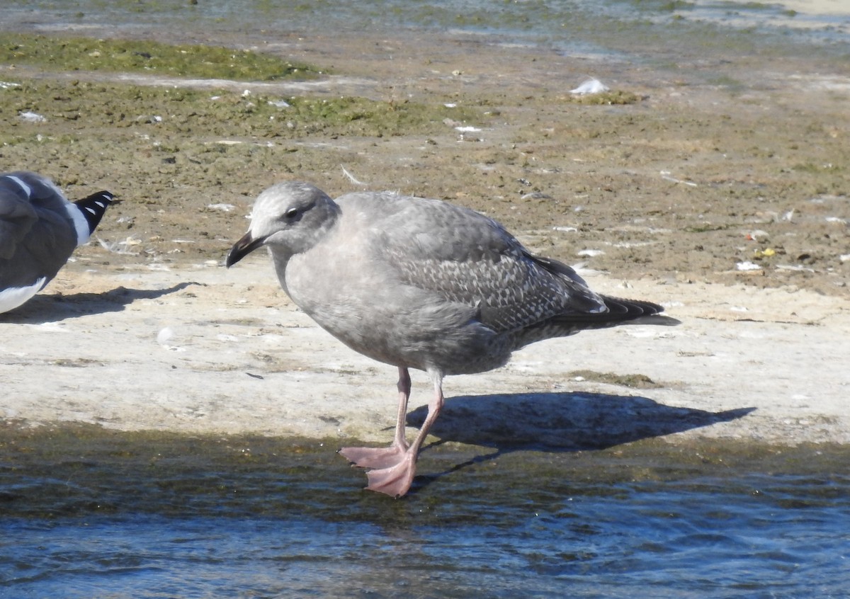 American Herring x Glaucous-winged Gull (hybrid) - ML610910690