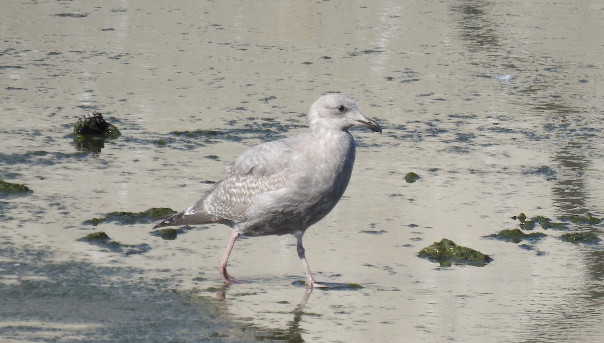 American Herring x Glaucous-winged Gull (hybrid) - ML610910696