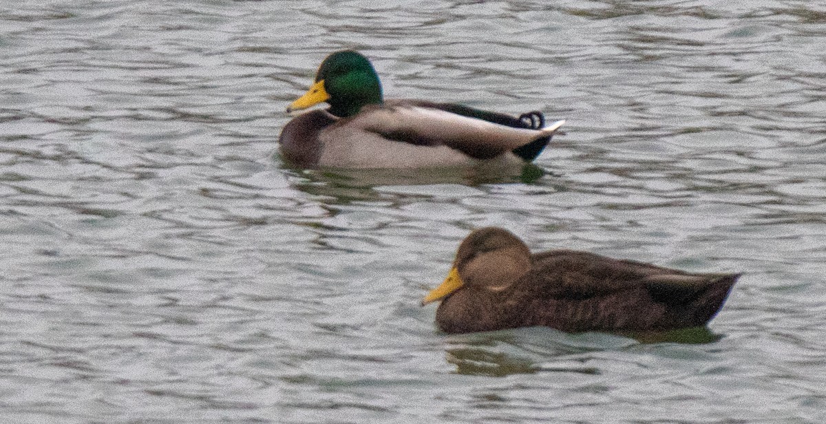 American Black Duck - ML610910698