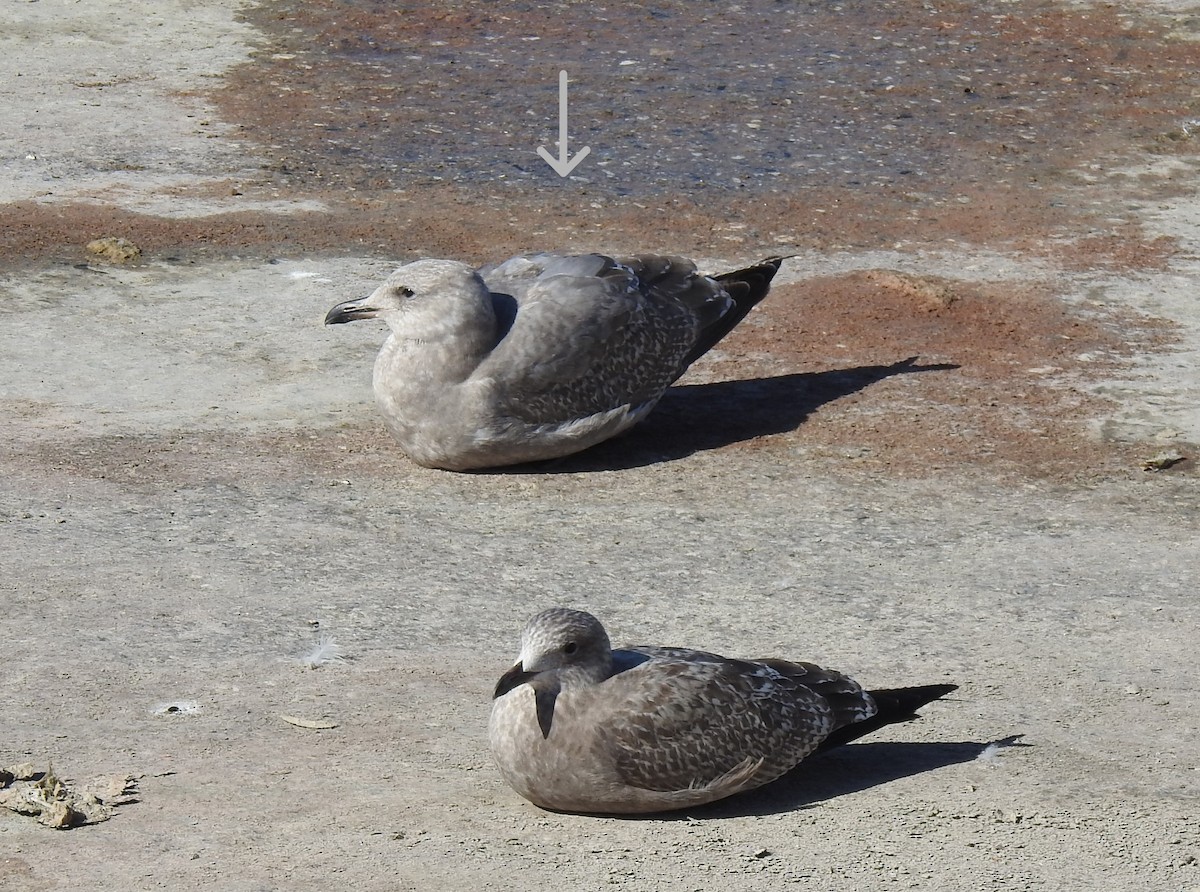 American Herring x Glaucous-winged Gull (hybrid) - ML610910699