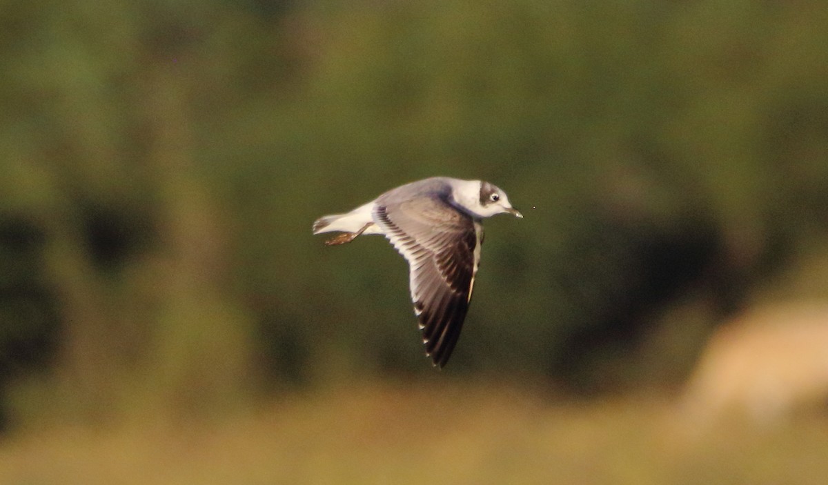 Franklin's Gull - José Hugo Martínez Guerrero