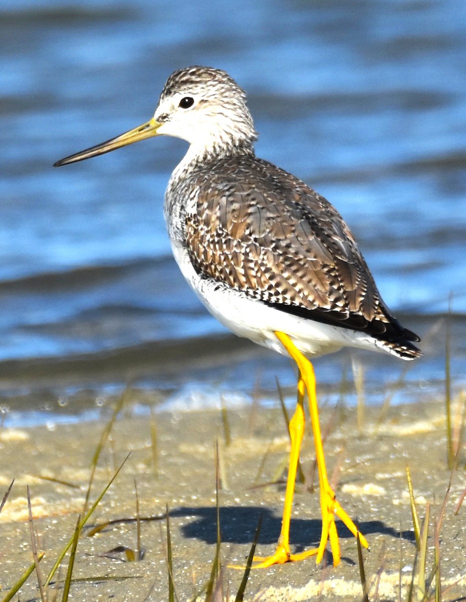 Lesser/Greater Yellowlegs - Lisa Tucci