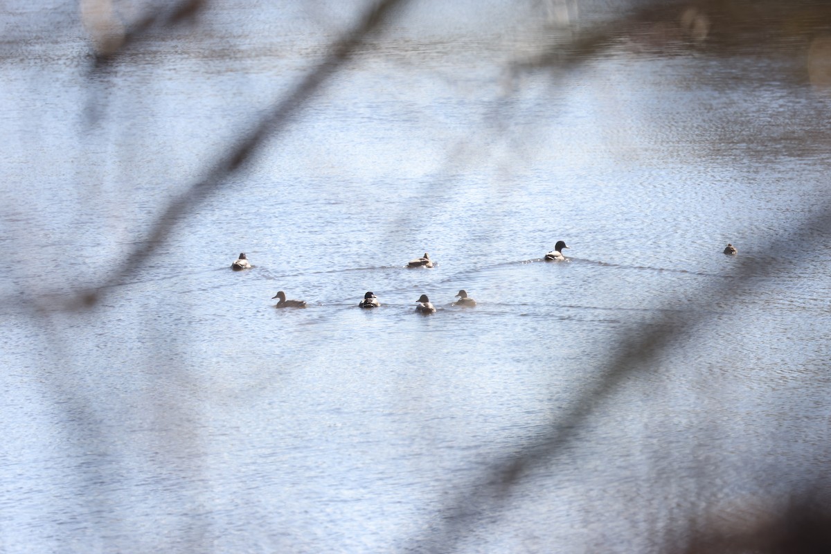 Green-winged Teal - Marie Provost