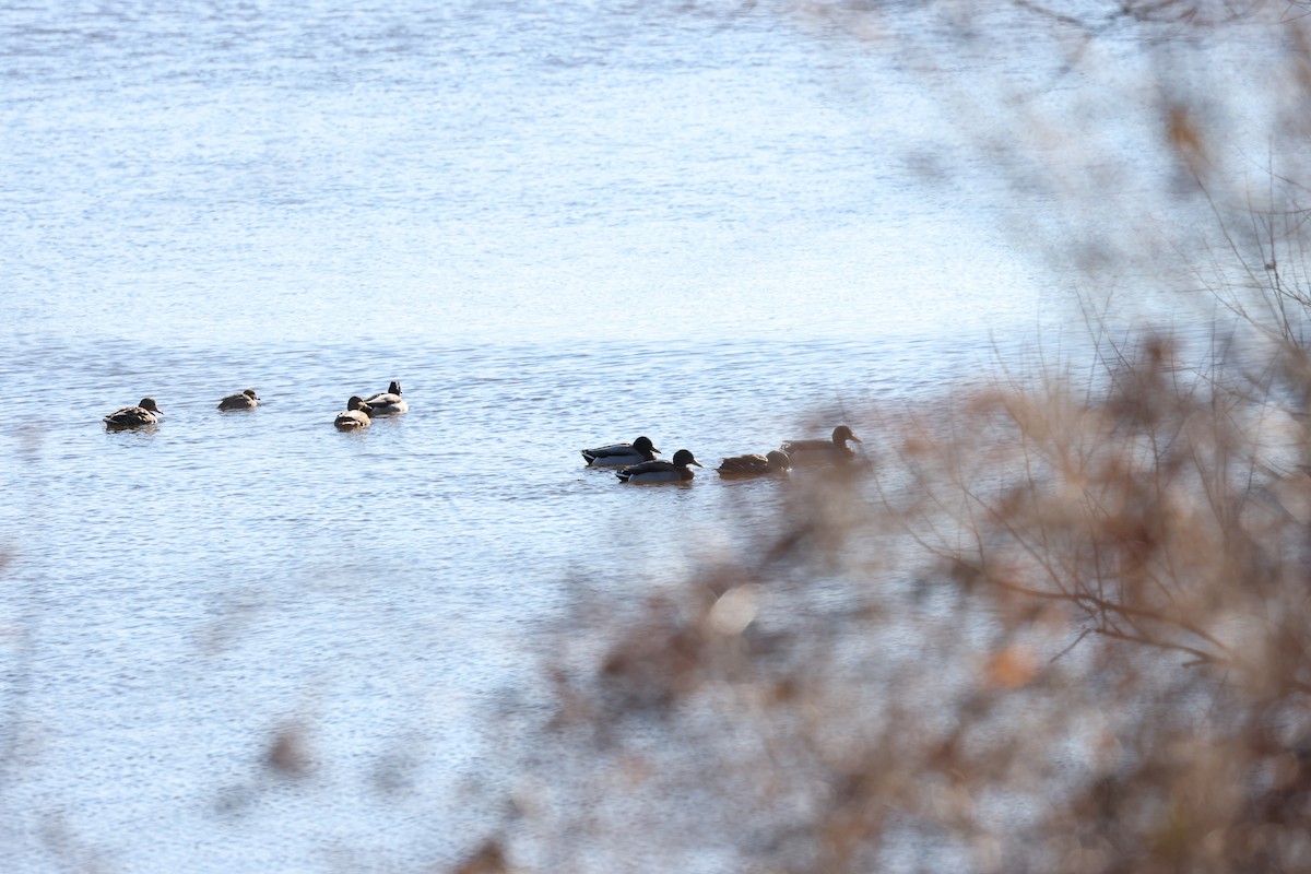 Green-winged Teal - Marie Provost