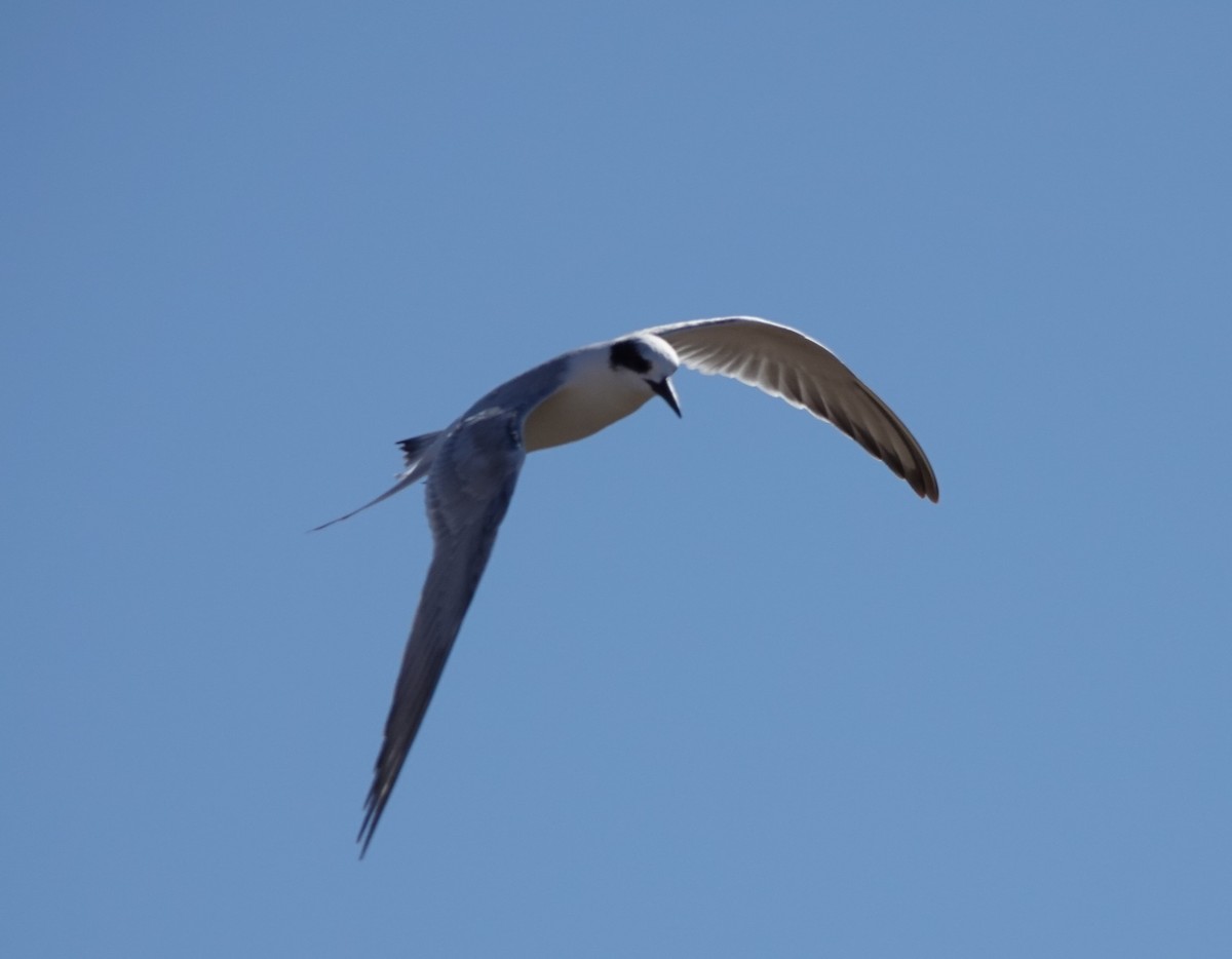 Forster's Tern - ML610911014