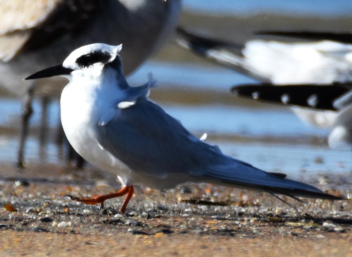 Forster's Tern - ML610911016