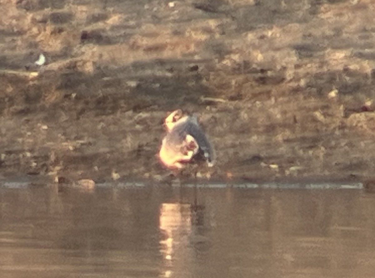 Franklin's Gull - ML610911048